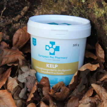 Kelp - Braunalge/Seealgen